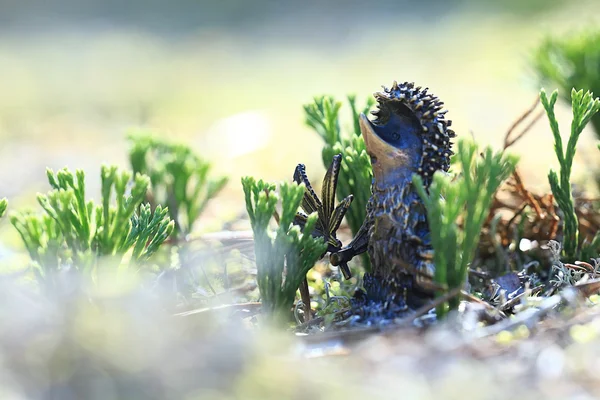 Macro hedgehog toy — Stock Photo, Image