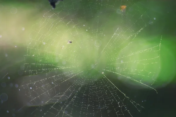 Spider webachtergrond — Stockfoto