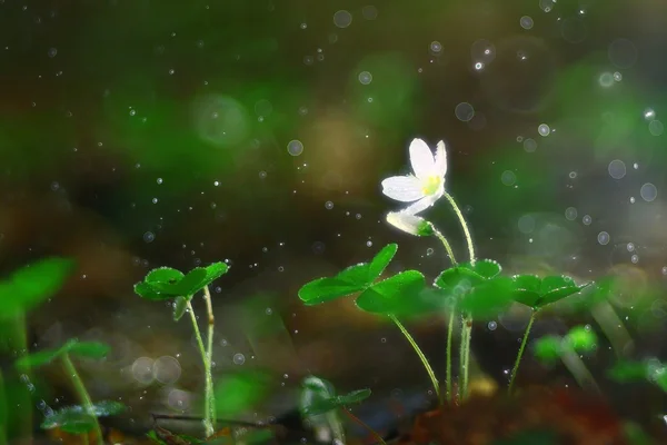 Pequeñas flores del bosque blanco —  Fotos de Stock