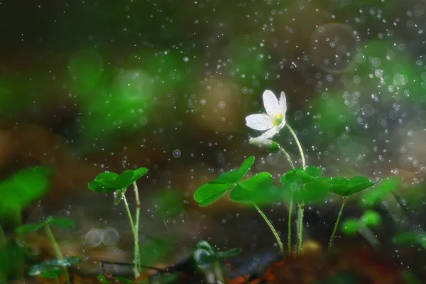 Liten vit skog blommor — Stockfoto