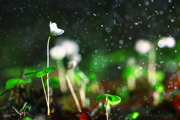 Small white forest flowers — Stock Photo, Image