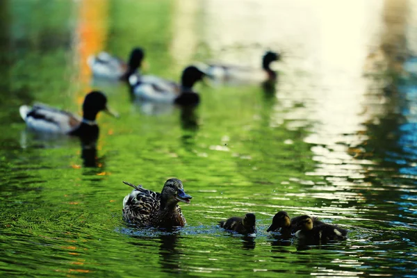 Patos flotando en el estanque — Foto de Stock