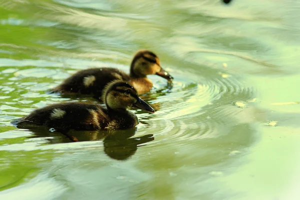 Patos flotando en el estanque — Foto de Stock