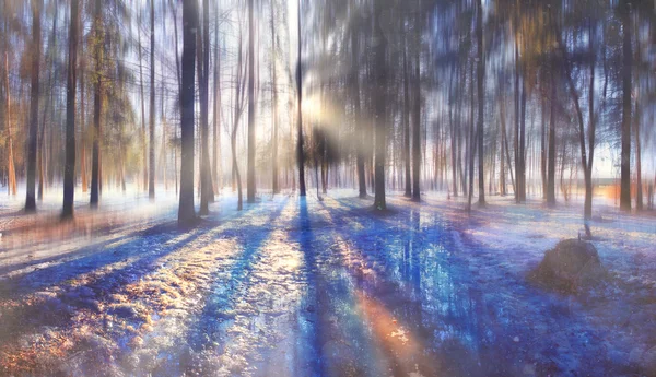 Blurred autumn forest — Stock Photo, Image