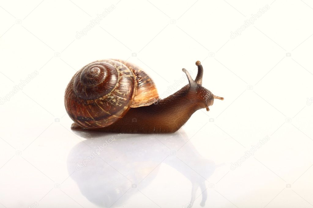 Snail macro view