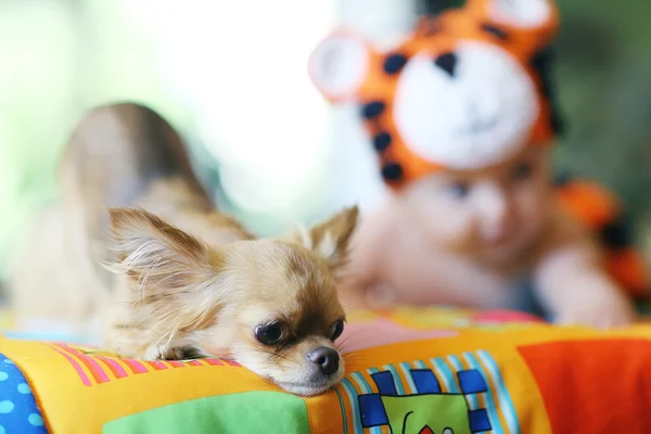 Junge und Hund — Stockfoto