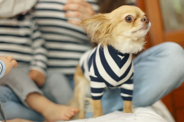 Bebek ve küçük köpek — Stok fotoğraf