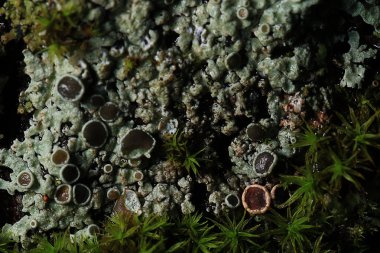 doku moss liken makro mantar