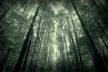 tek renkli doğa parkı