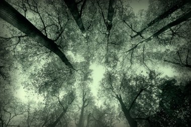 tek renkli doğa parkı