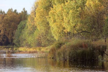 Fall River shore ağaçta ile
