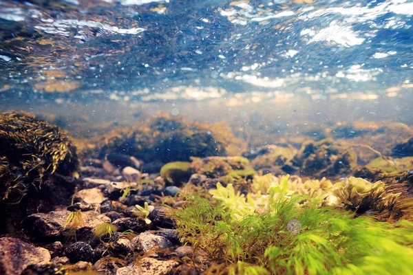Підводні пейзажі в чистій річковій воді — стокове фото