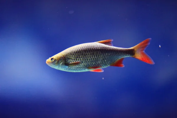 Roach fish underwater photo — Stock Photo, Image