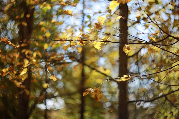 Paesaggio autunno in una foresta dorata — Foto Stock