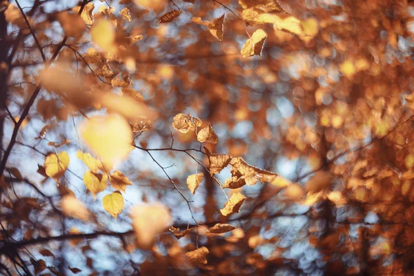 Fundo folhas de outono no parque — Fotografia de Stock