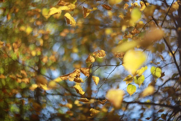 Фон осенних листьев в парке — стоковое фото