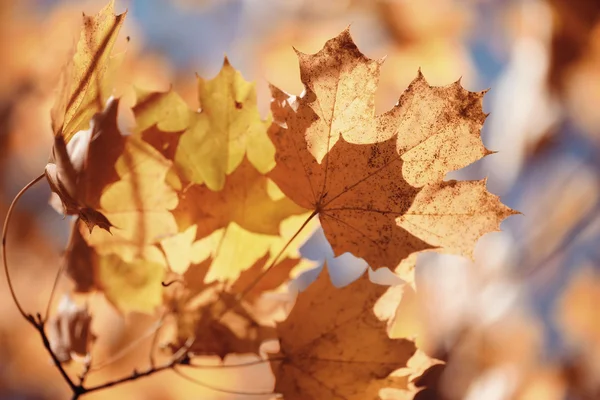 Sfondo paesaggio nel soleggiato parco autunnale — Foto Stock