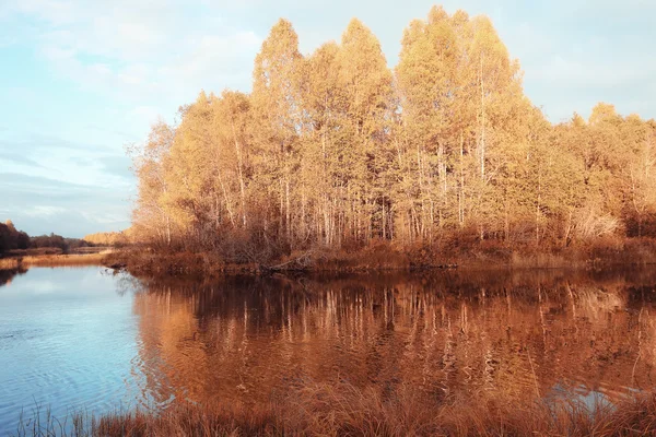 Outono paisagem em uma floresta dourada — Fotografia de Stock
