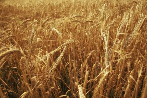 Espiguillas de trigo en una agricultura de textura de campo — Foto de Stock