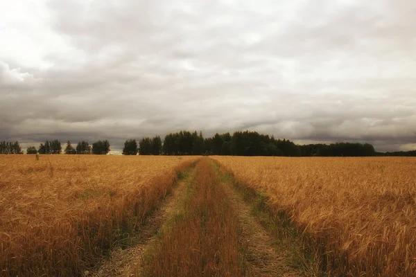 Закат осеннего травяного поля — стоковое фото