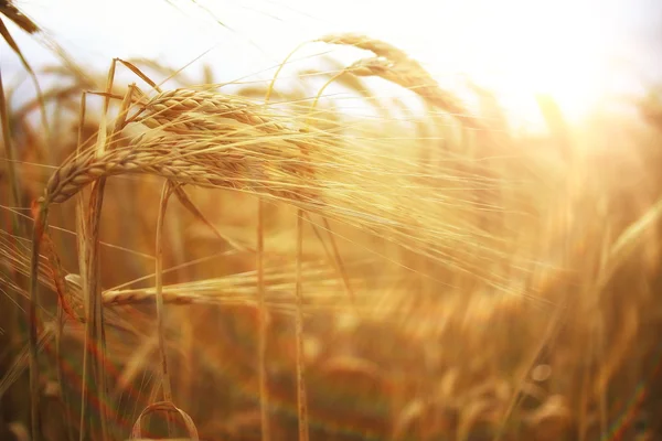 Espiguillas de trigo en una agricultura de textura de campo — Foto de Stock