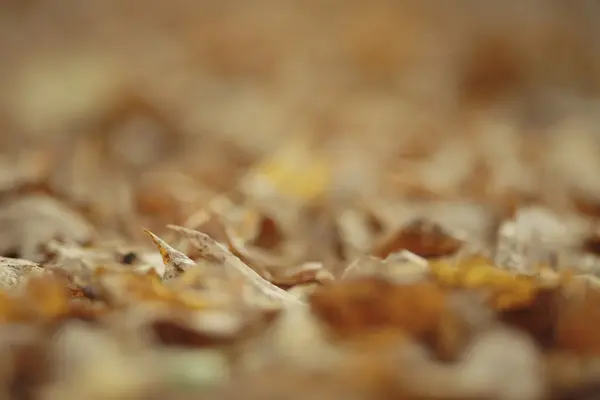 Texture fallen yellow leaves — Stock Photo, Image