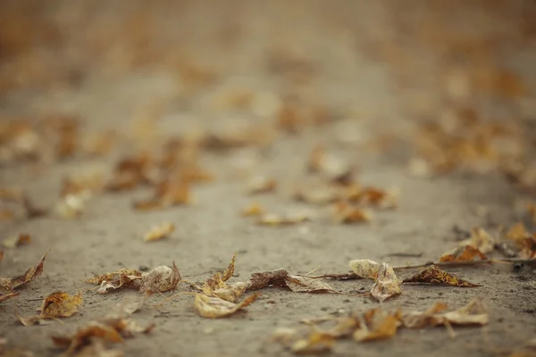 Texture fallen yellow leaves — Stock Photo, Image