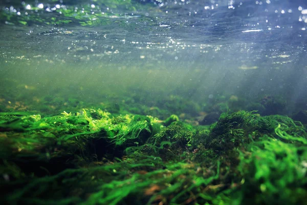 Під водою в гірській річці — стокове фото