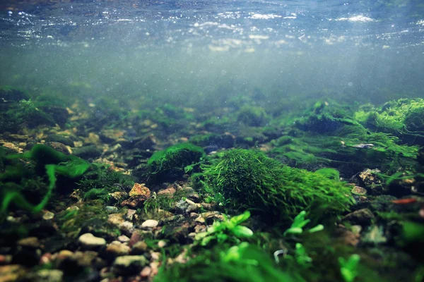 Bajo el agua en un río de montaña —  Fotos de Stock