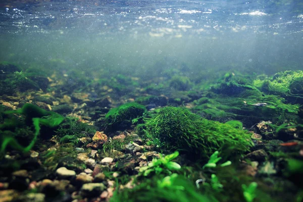 Unterwasser in einem Gebirgsfluss — Stockfoto