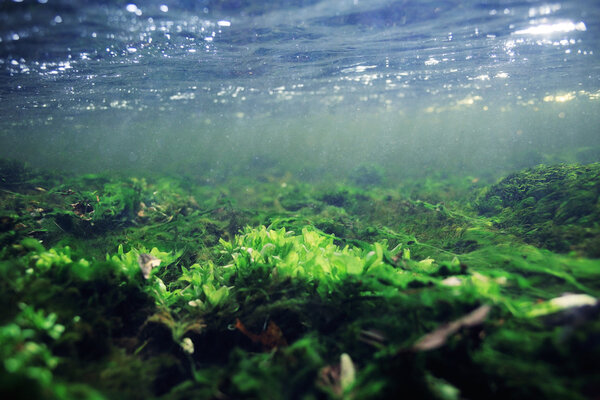 Underwater in a mountain river