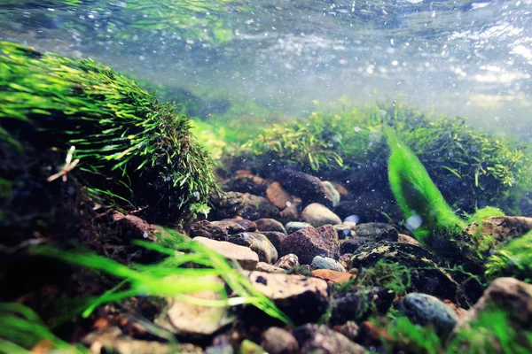 Unterwasser in einem Gebirgsfluss — Stockfoto