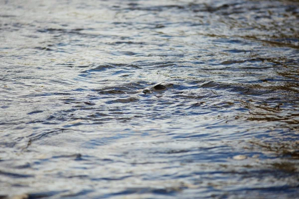 Textura de agua pura — Foto de Stock