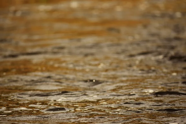 Textura de un oscuro agua de otoño en el río — Foto de Stock