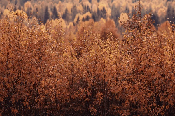 树枝看了秋背景 — 图库照片