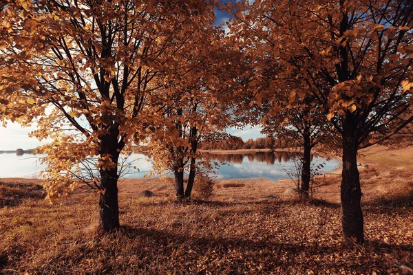 Paisaje otoño en un bosque dorado —  Fotos de Stock