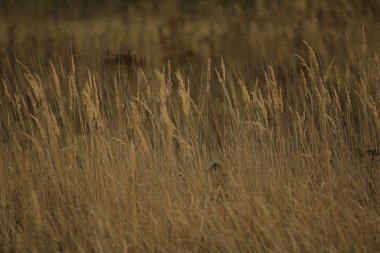 arka plan sonbahar çimleri