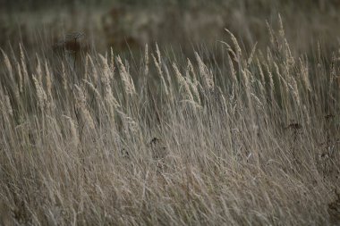 arka plan sonbahar çimleri