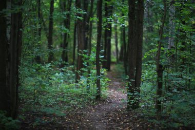 Yaz Orman ağaçları ararken