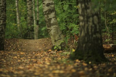 Ormanda düşen yapraklar arka plan