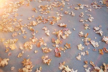 Park arka plan sonbahar yaprakları