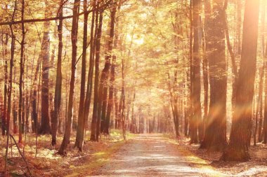 Sonbahar parkında bankta