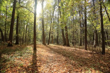 manzara arka planda güneşli sonbahar park
