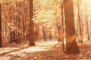 manzara arka planda güneşli sonbahar park