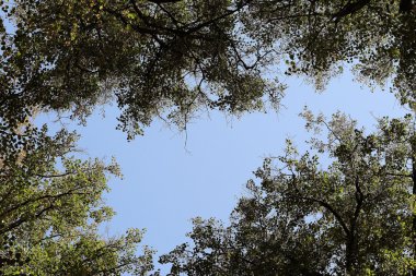 sonbahar gökyüzü arka plan bırakır