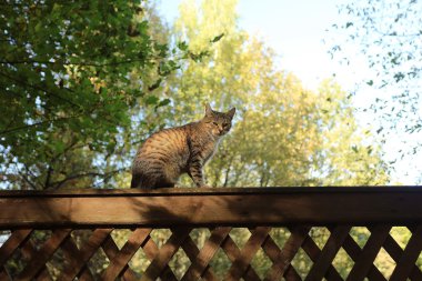 Sonbahar Park sevimli yerli kedi