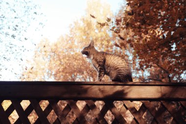 Sonbahar Park sevimli yerli kedi