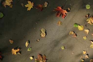 Düşen yaprakların arkaplanı
