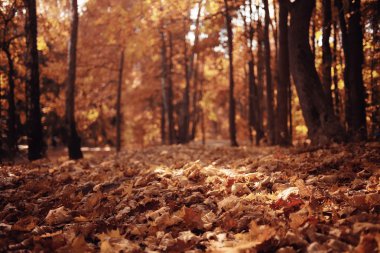 arka plan ağaç ormandaki