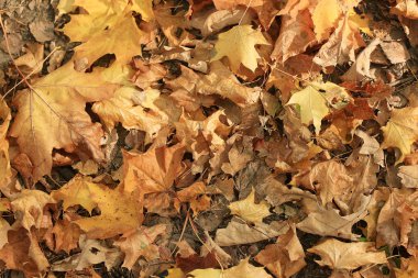 Park arka plan sonbahar yaprakları